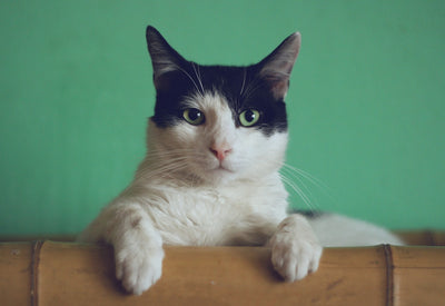 Indoor vs. Outdoor Cats: The Research Is More Complicated Than Either Side Admits