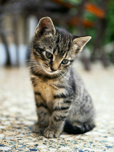 Your Cat Is Not Particularly Curious — It Prefers Predictability. Here's What the Research Actually Found.