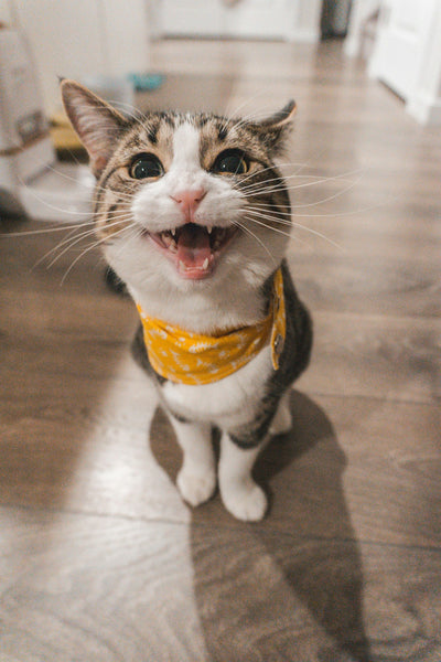 Wet vs. Dry Food: What Vets Are Actually Recommending in 2026