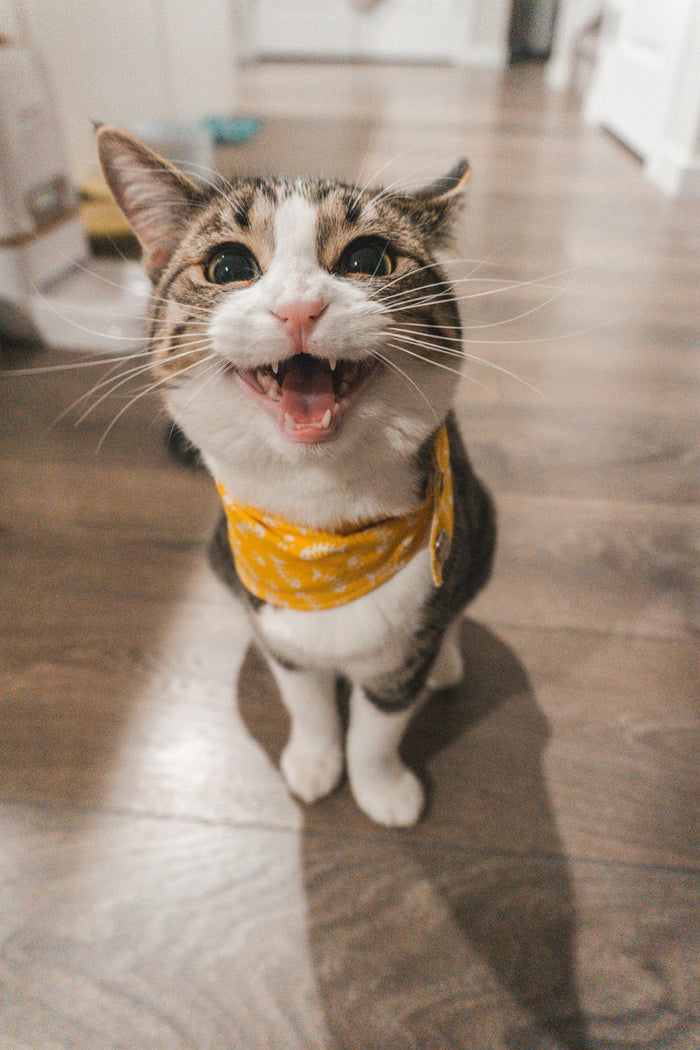 Cat eating from bowl