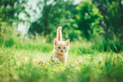 Age 7: The Cognitive Window Every Cat Owner Is Missing