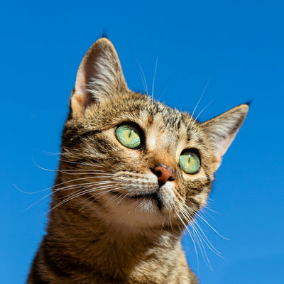 Your Cat's Purr Can Mean the Opposite of What You Think — Here's When to Take It Seriously