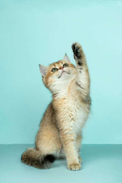 Your Cat Meows More at Men Than Women — And Research Finally Explains Why