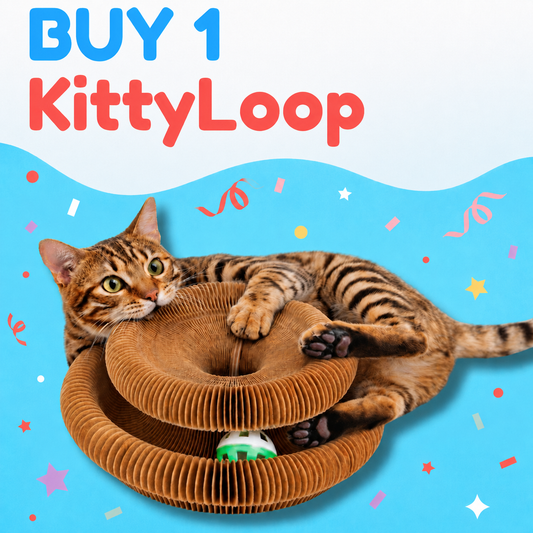 1 × KittyLoop