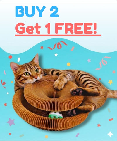 2× KittyLoop