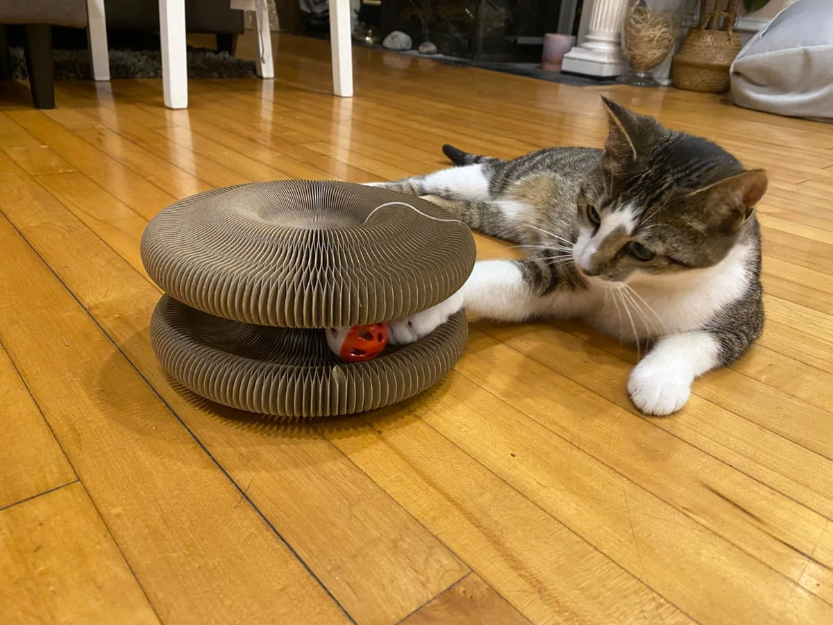 KittyLoop in use