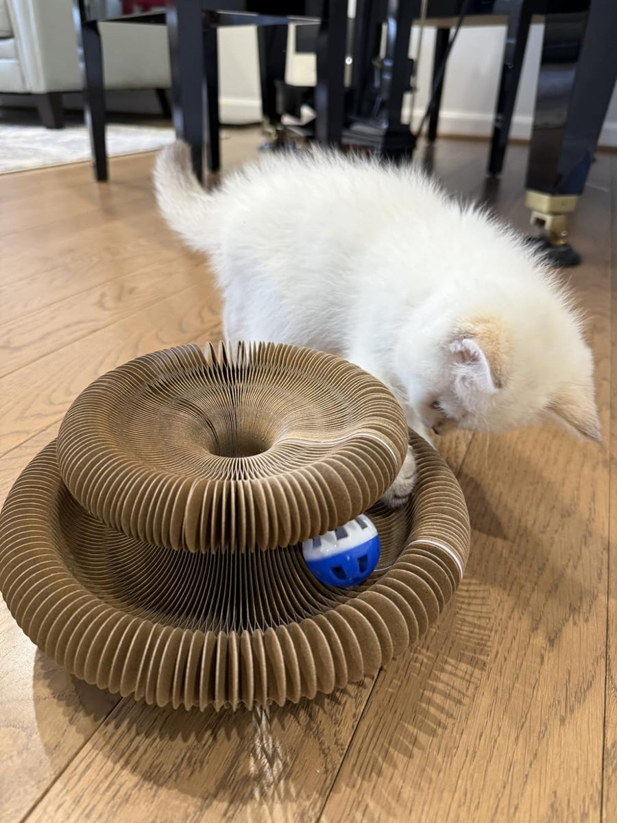 2. Let Your Cat Explore