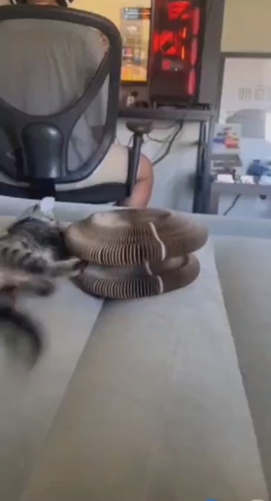 Mochi Can't Stop