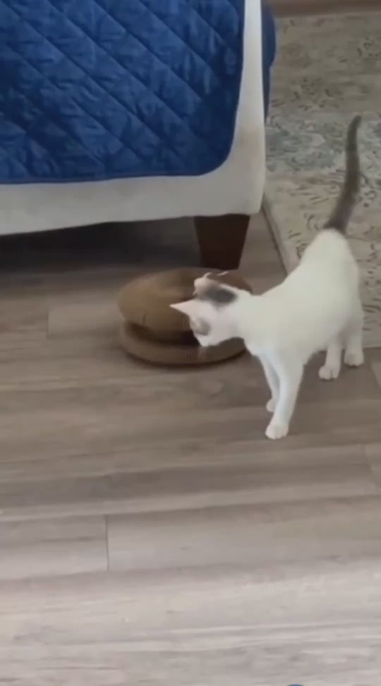 The first Hunt