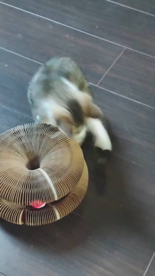 Oliver Goes WILD